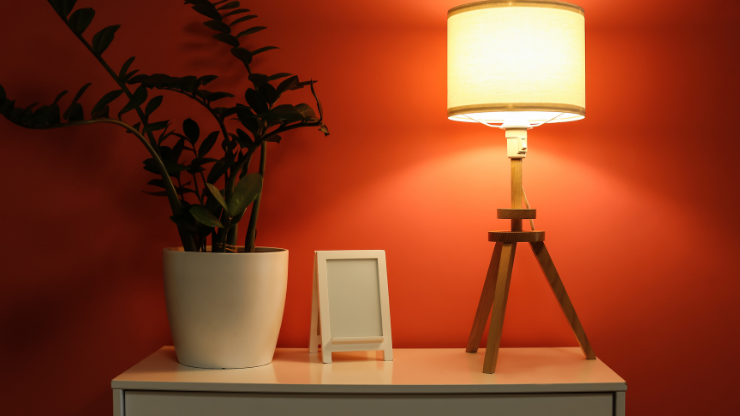 best indoor plants for dark rooms