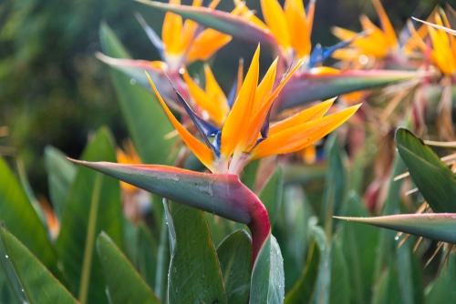 Colorful flowers of a birds of paradise plant
