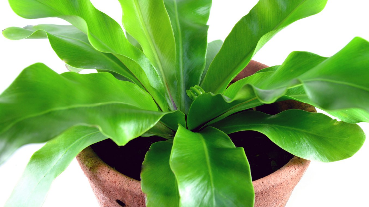 bird's nest fern for dark rooms
