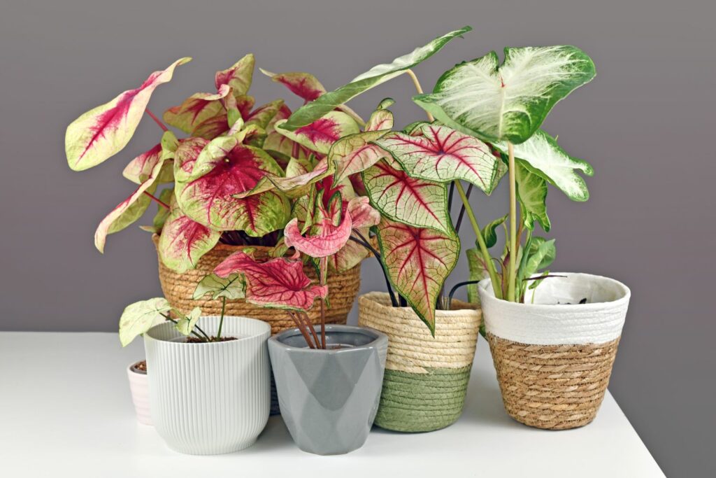 Caladium potted plants