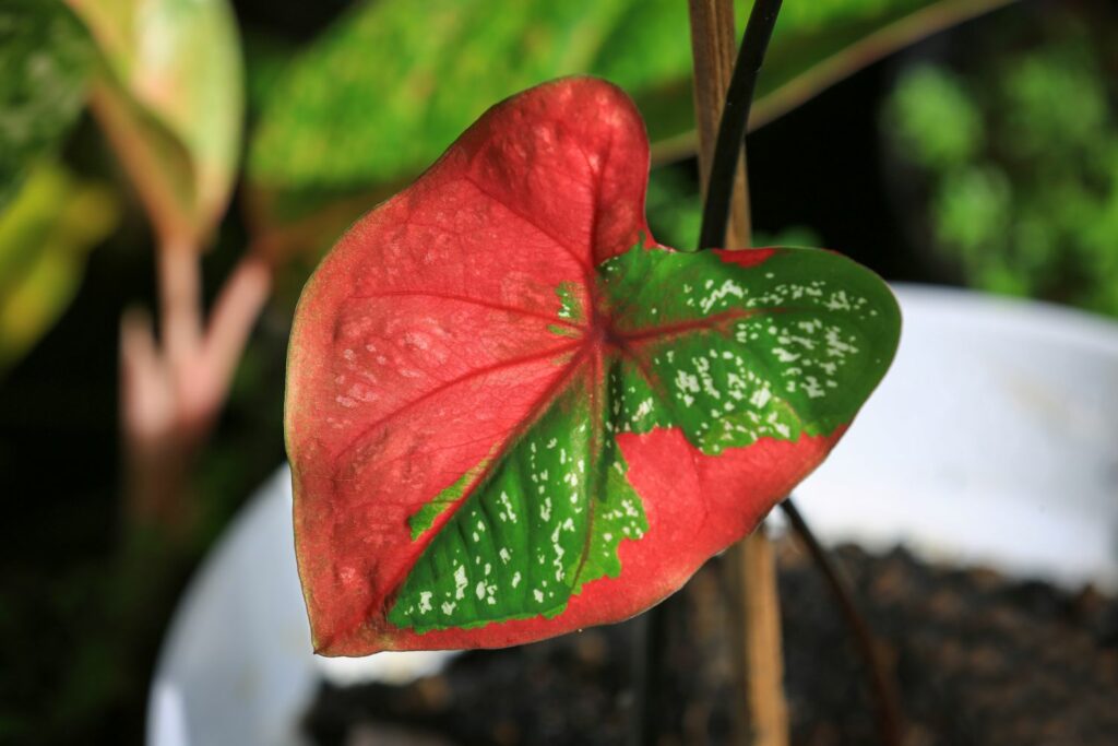 Elephant ear plant with red and green leaves with white spots