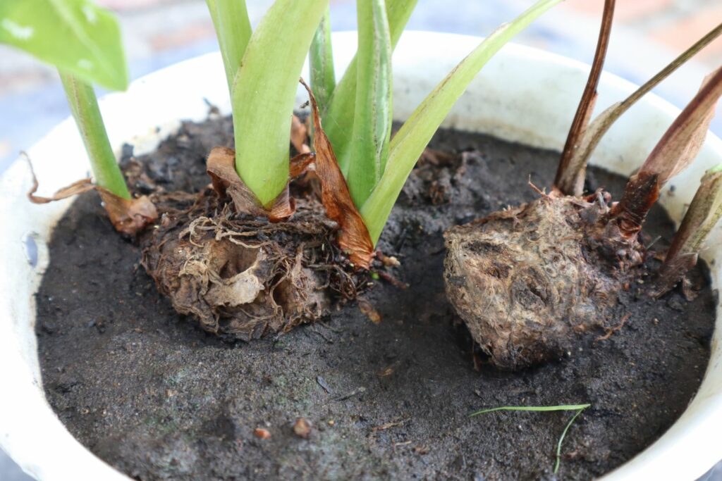 Close up of caladium bulbs in soil