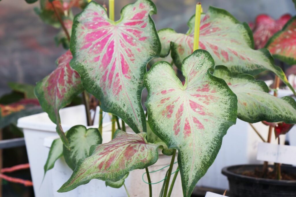 Green and pink caladium plant