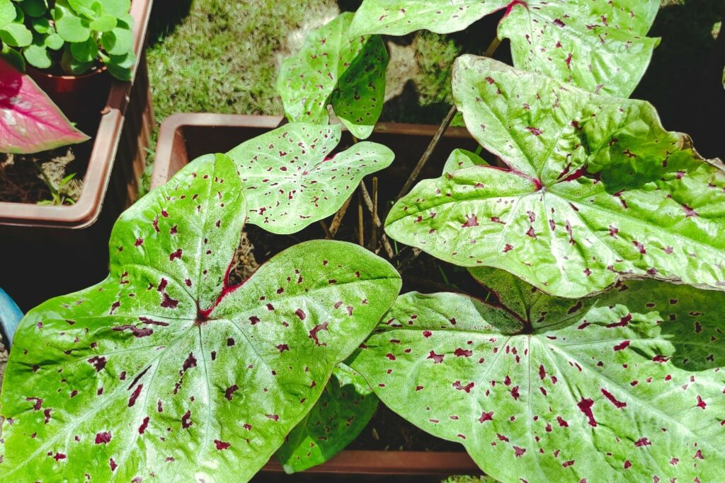 Caladium 'Miss Muffet' leaf with pink dots