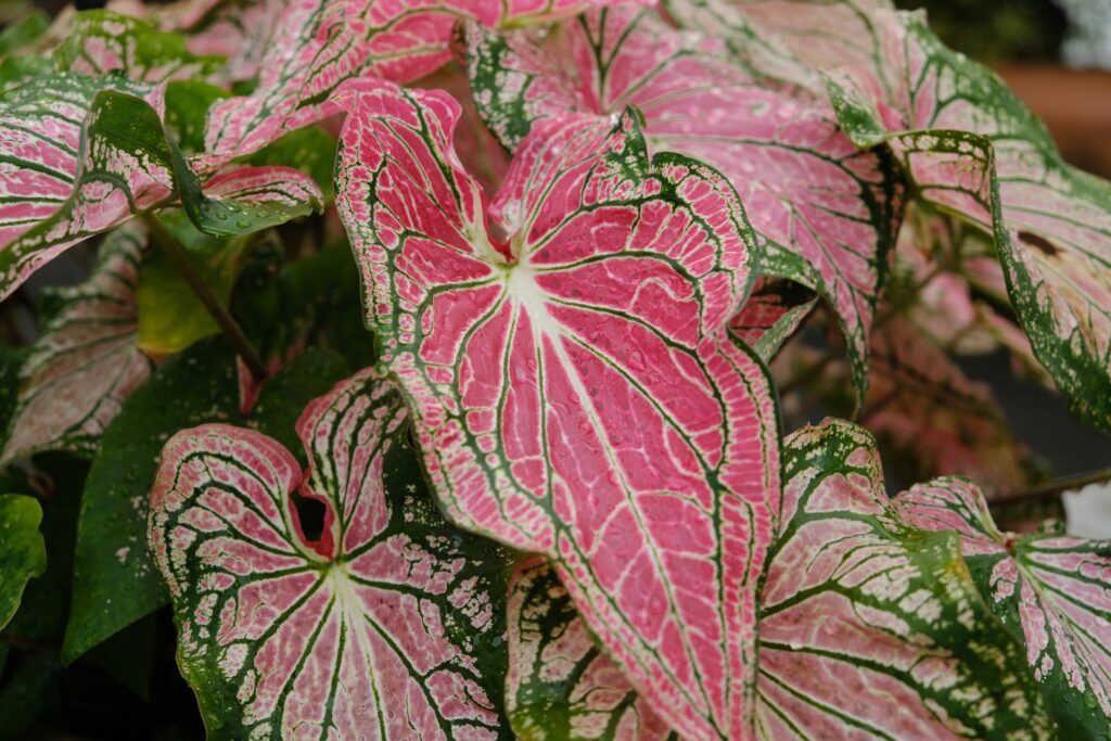 Pink potassium plant leaves with green vein