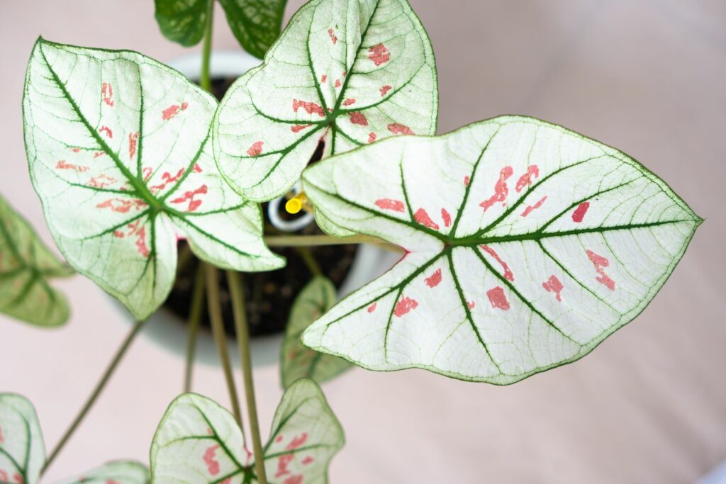 Caladium 'Strawberry star' with light green leaves and pink spots