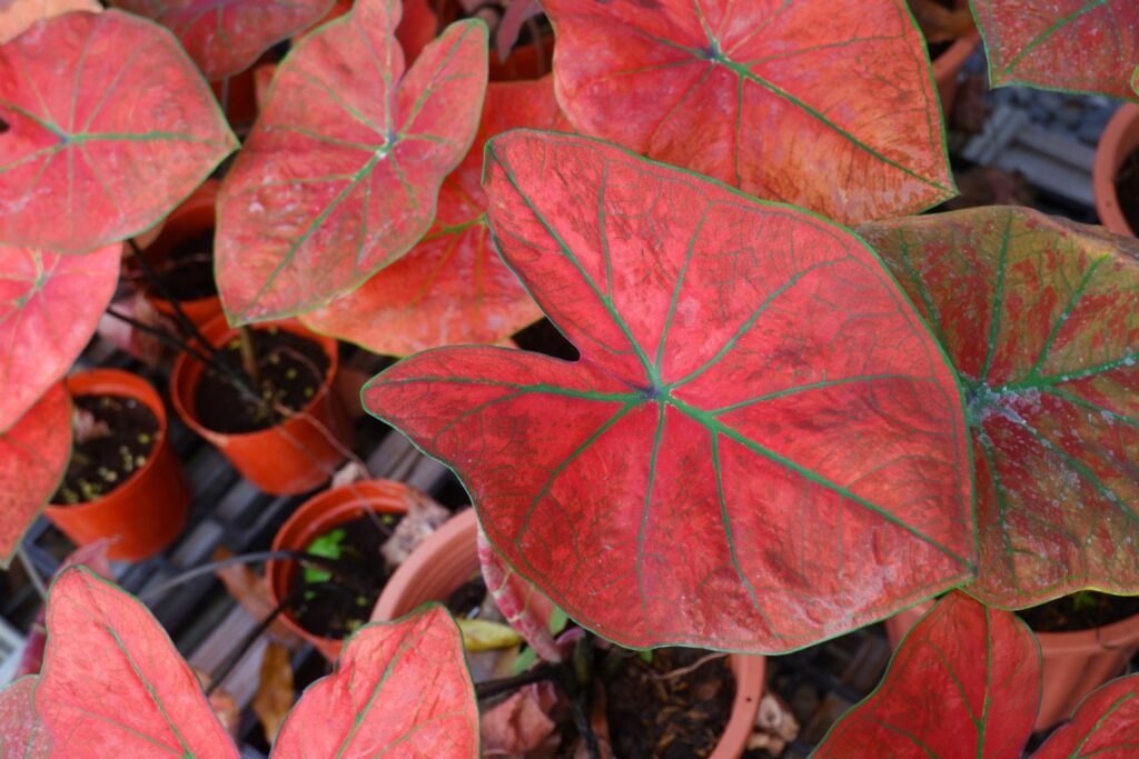 Caladium plant with red leaves