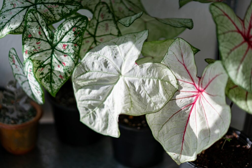 Various caladium potted plants with lightly colored leaves
