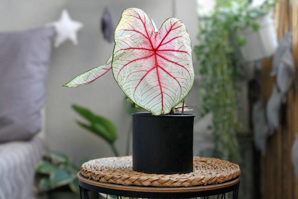 Caladium 'White Queen' with light green leaves and warm pink vein