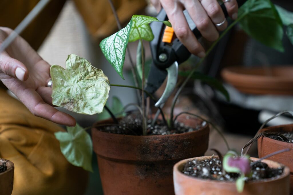 Person pruning withered leaves