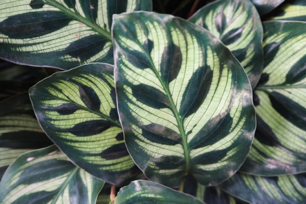Close-up of Calathea plant leaves