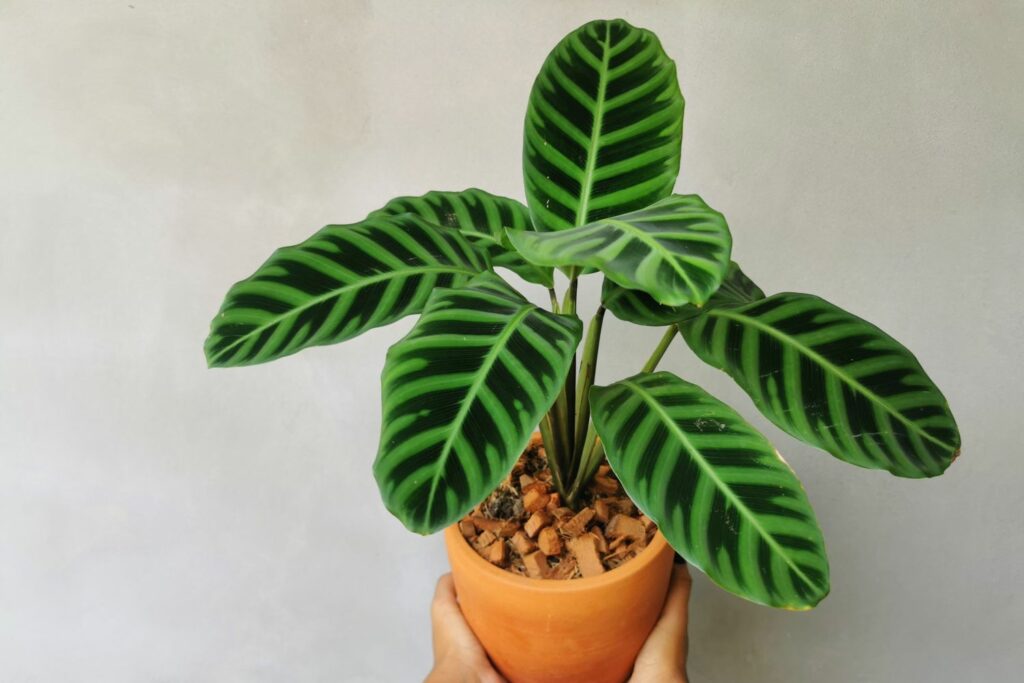 Calathea zebrina in pot