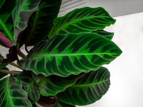 calathea warscewiczii with beautiful green patterned leaves