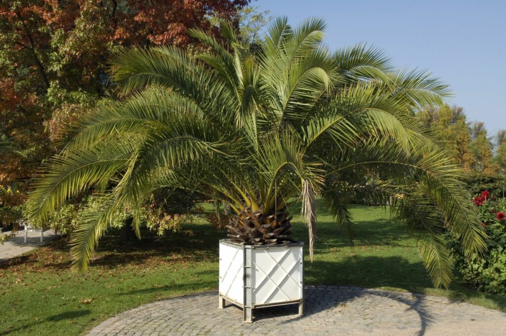 Large Canary Island date palm outside in a pot
