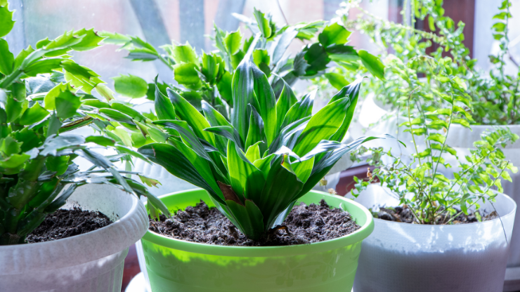 cast iron plant best houseplants for black thumbs