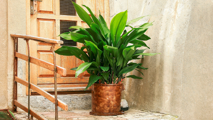 cast iron plants for dark rooms