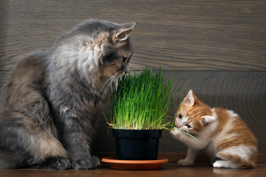 Two cats with catnip in a pot