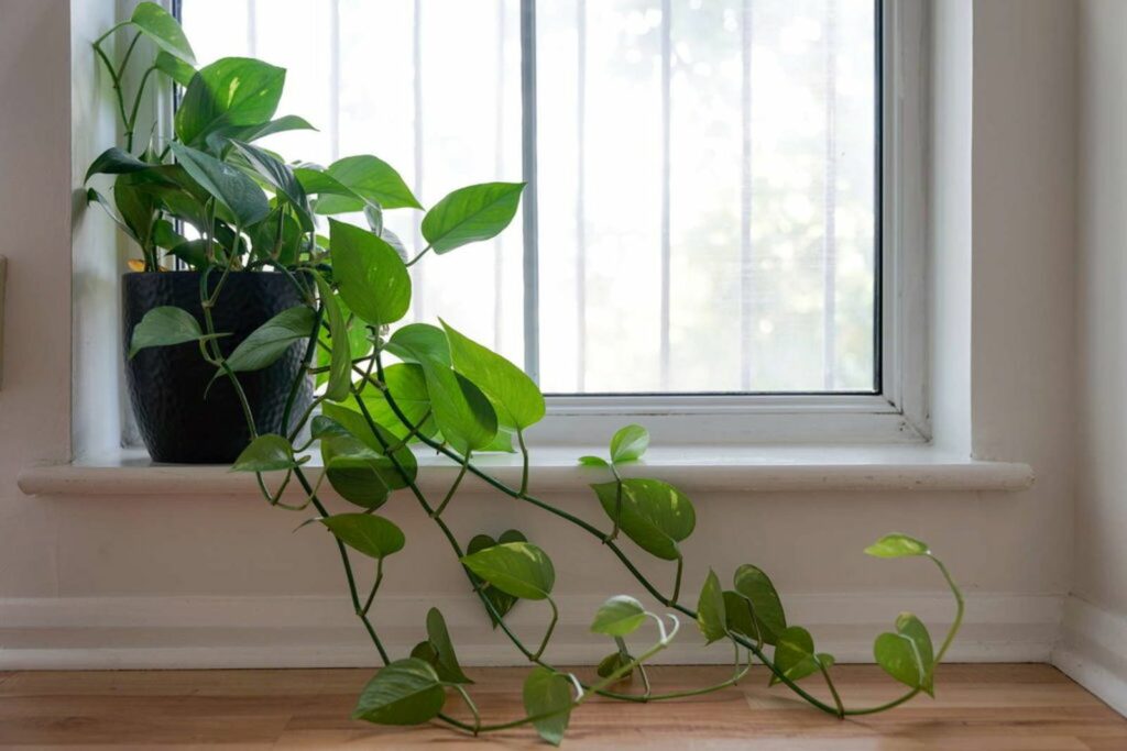 Climbing philodendron on the windowsill