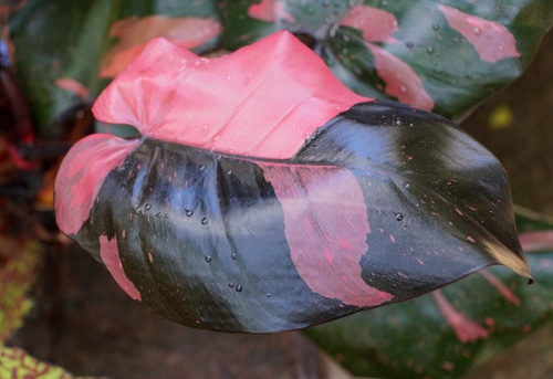 A closer look at a pink philodendron leaf.