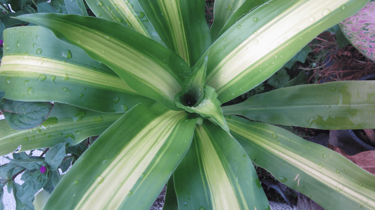 corn plant best houseplants for black thumbs