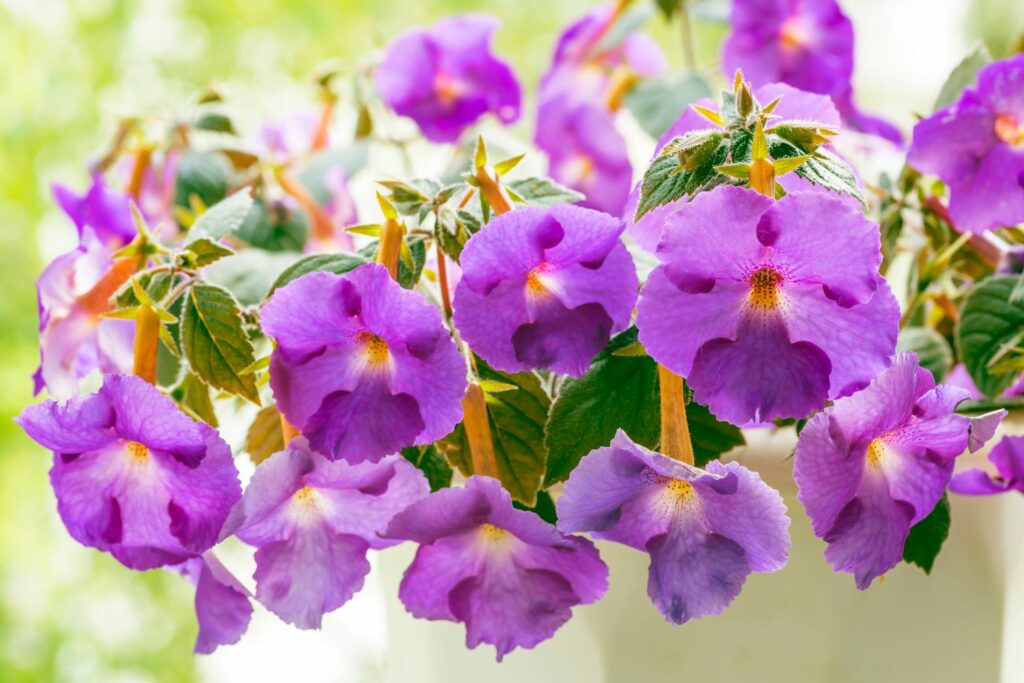 Purple flowers of cupid's rosette plant