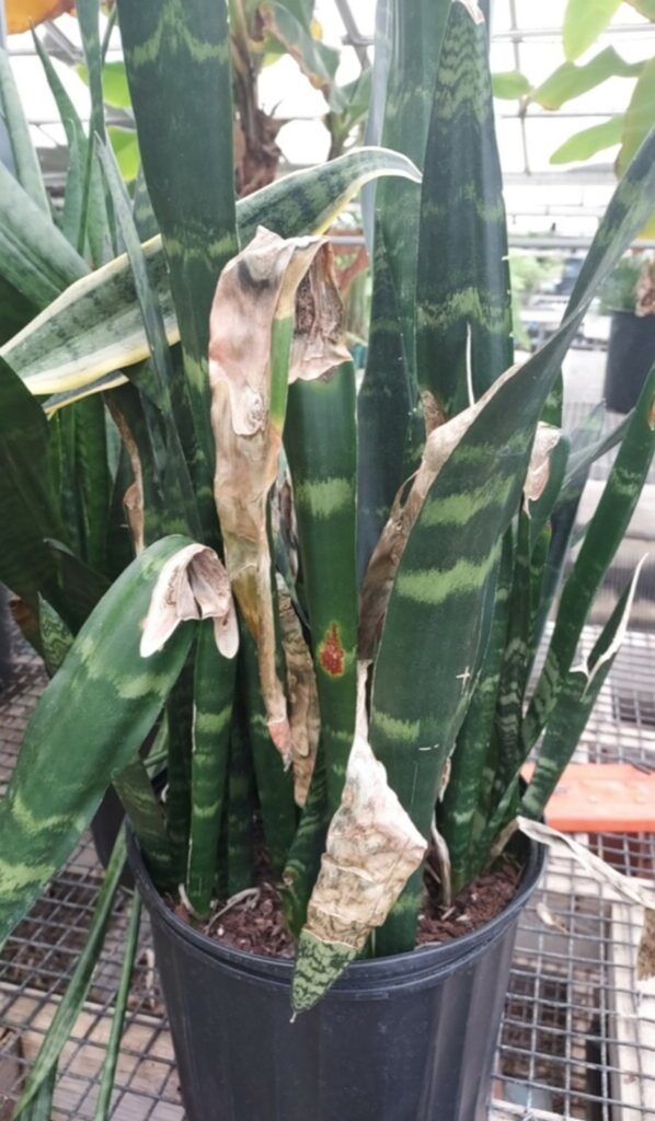 A snake plant with dried and curved leaves