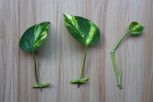 Three correctly cut stems of a philodendron plant.