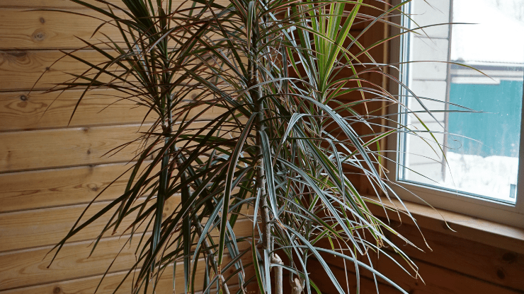 dragon tree best houseplants for black thumbs