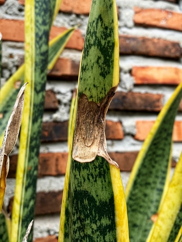 A snake plant with a part of its leaf that is dried