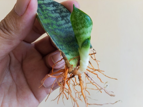 A hand holding a snake plant with exposed roots