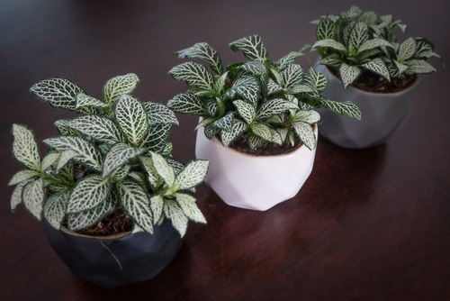 cute little green and white leaves of a fittonia houseplant