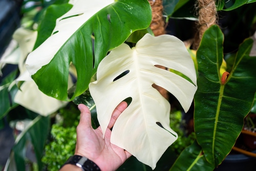 A hand showing a completely white leaf of a houseplant