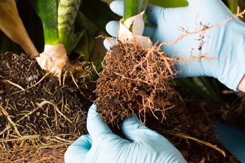 A gardener holding an exposed root of a snake plant