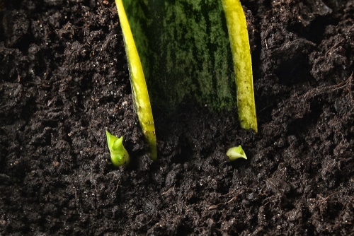 Close up image of a growing leaf sprouting on soil