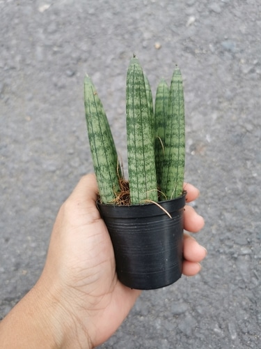 A hand holding a small sansevieria plant