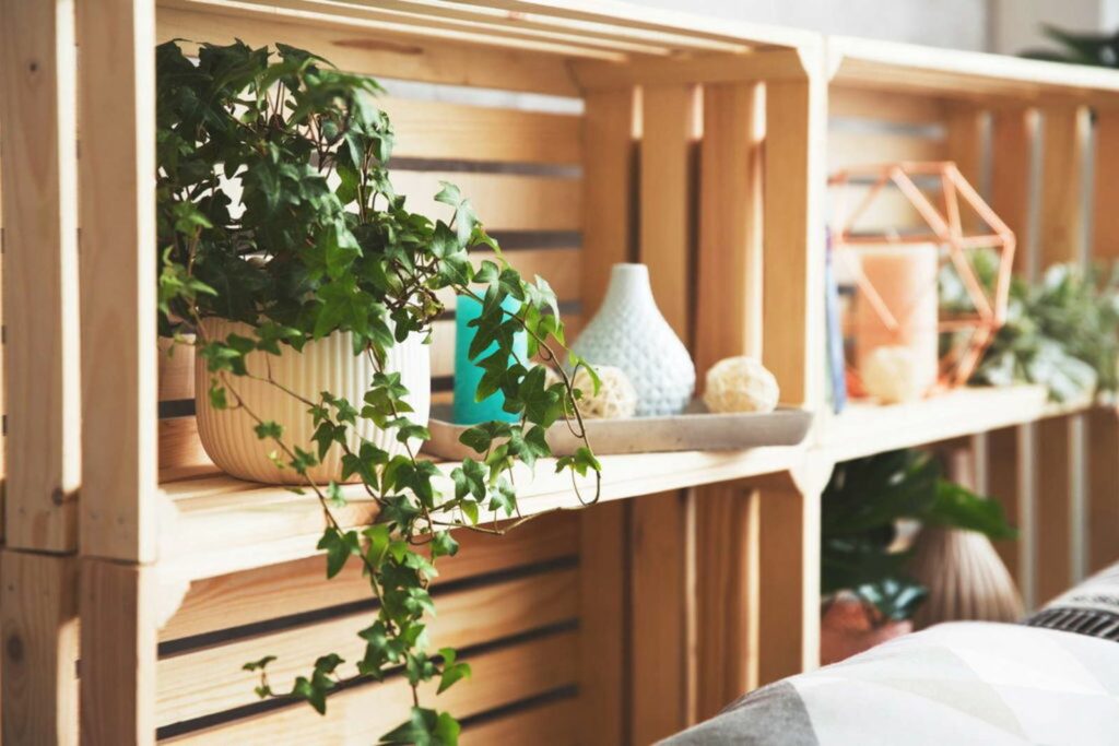 Common ivy indoors on box shelf