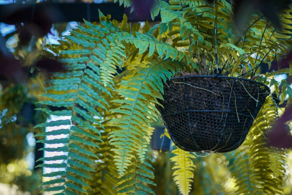 Sword fern in hanging flower pot