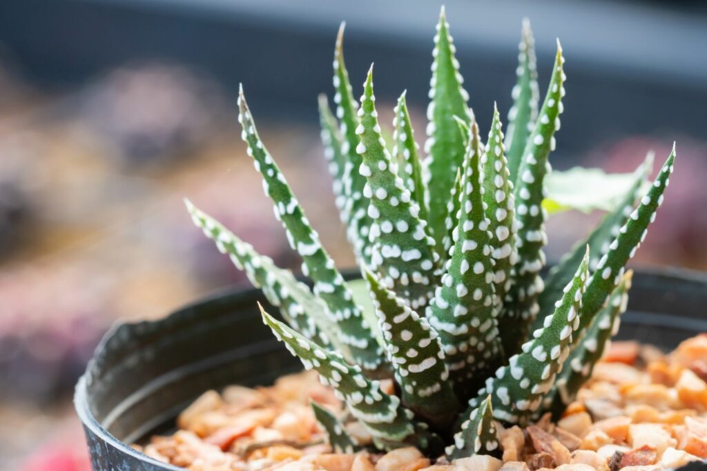 Close-up of haworthia