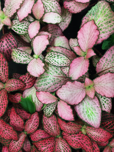 colorful and pink hypoestes plant
