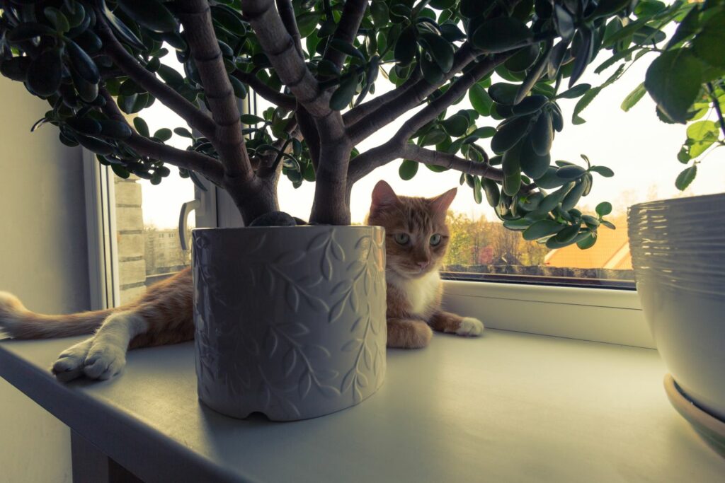 Cat lying under a jade plant in a pot
