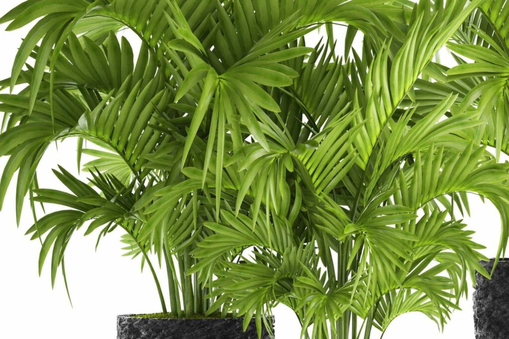 Green kentia palm