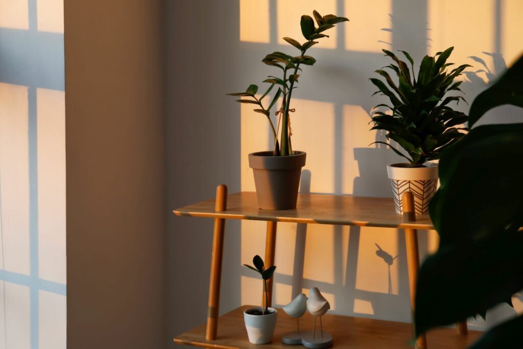 A few potted plants