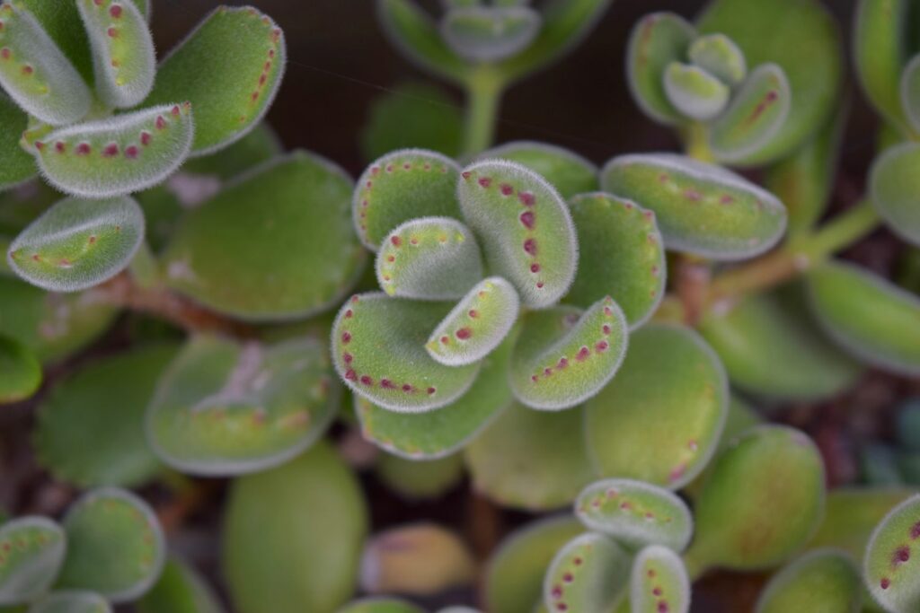 Leaves of the bear's paw succulent