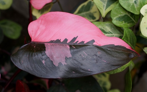 A close-up of a pink and black philodendron leaf.