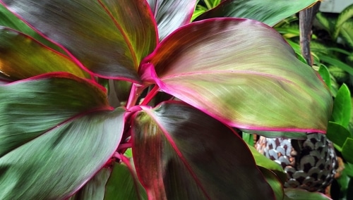 an ornamental houseplant with reddish pink leaves