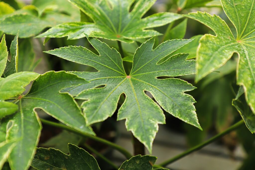 Close-up of leaves of paperplant