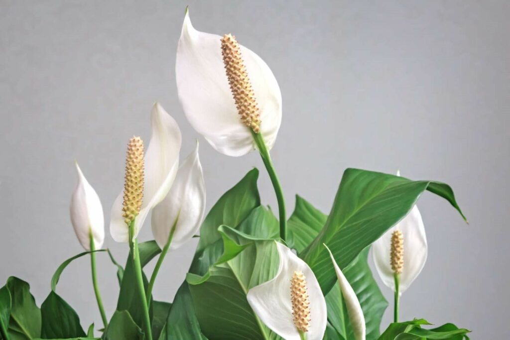 White peace lilies