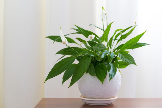 peace lily houseplants are easy to care for and tolerate neglect