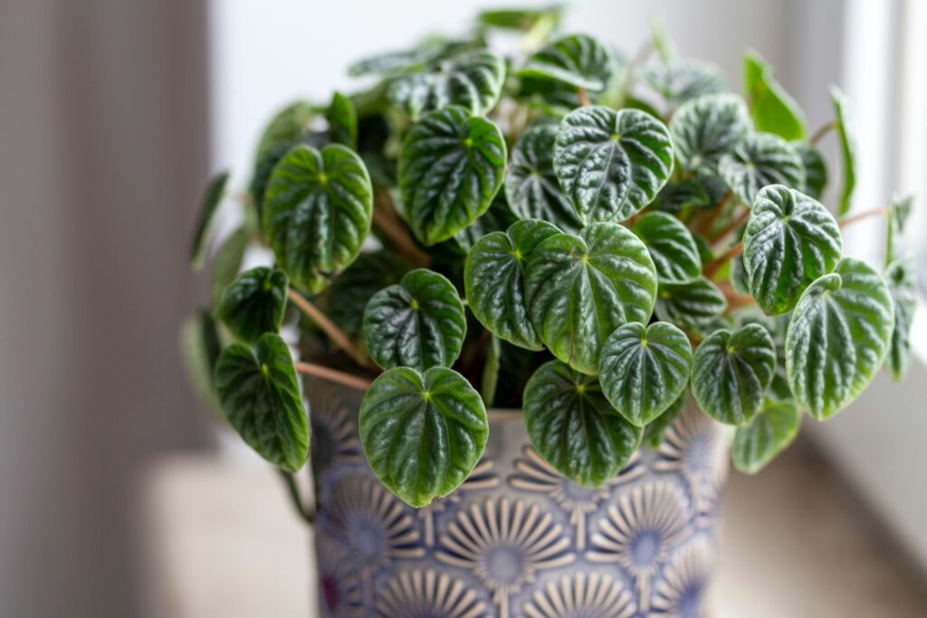 Peperomia in pot