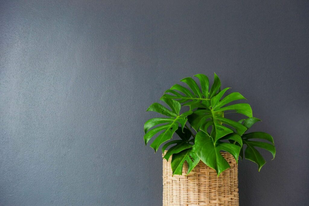 Philodendron in pot
